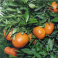 Fallglo Mandarin Budwood citrus plant material online shopping