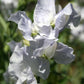 Oban Bay Sweet Pea seeds online shopping