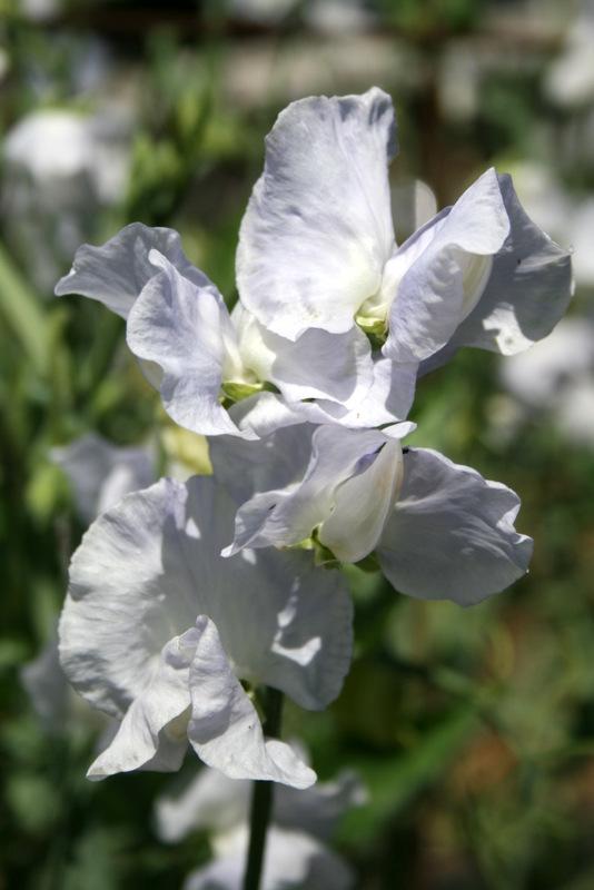 Oban Bay Sweet Pea seeds online shopping