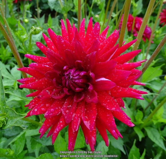 Matilda Huston Dahlia