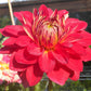 Caliente Dahlia Plants online shopping