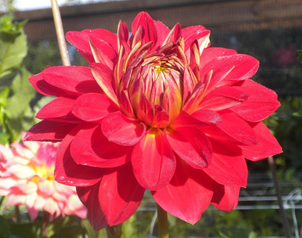 Caliente Dahlia Plants online shopping