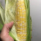 Allure F1 Organic Corn