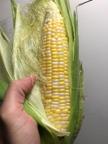Allure F1 Organic Corn