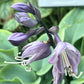 High Tide Hosta Plants online shopping