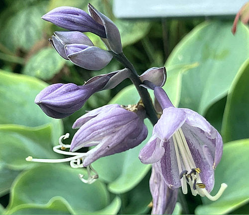High Tide Hosta Plants online shopping