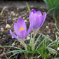 Whitewall Purple Snow Crocus Corms