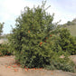 Michal Mandarin Budwood citrus plant material online shopping