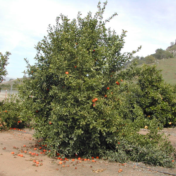 Michal Mandarin Budwood citrus plant material online shopping