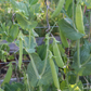 Super Sugar Snap Pea Seeds online shopping