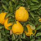 Iyo San Ponkan Mandarin Budwood citrus plant material online shopping