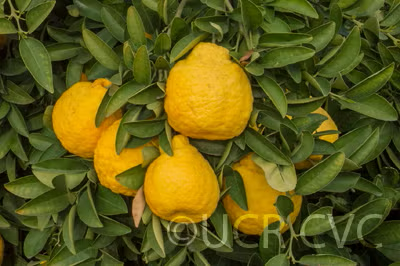 Iyo San Ponkan Mandarin Budwood citrus plant material online shopping