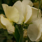 Primrose Sweet Pea seeds online shopping