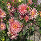 Brookside Cheri Dahlia