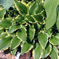Lakeside Hoola Hoop Hosta Plants online shopping