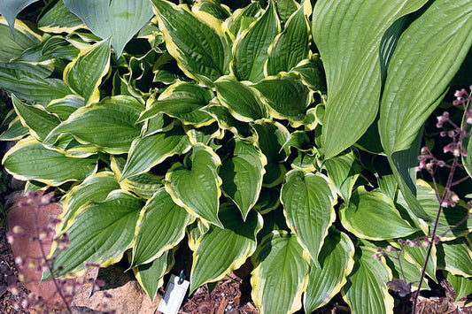 Lakeside Hoola Hoop Hosta Plants online shopping