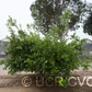 Ugli Tangelo Mandarin Budwood citrus plant material online shopping