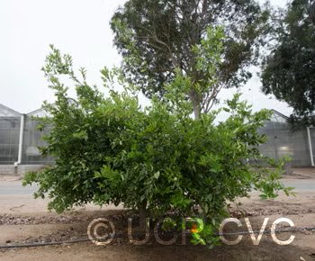 Ugli Tangelo Mandarin Budwood citrus plant material online shopping