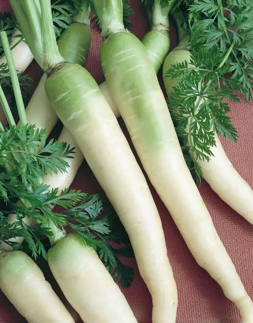 Lunar White Carrot Seeds online shopping