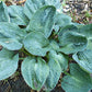Lakeside Sapphire Pleats Hosta Plants online shopping