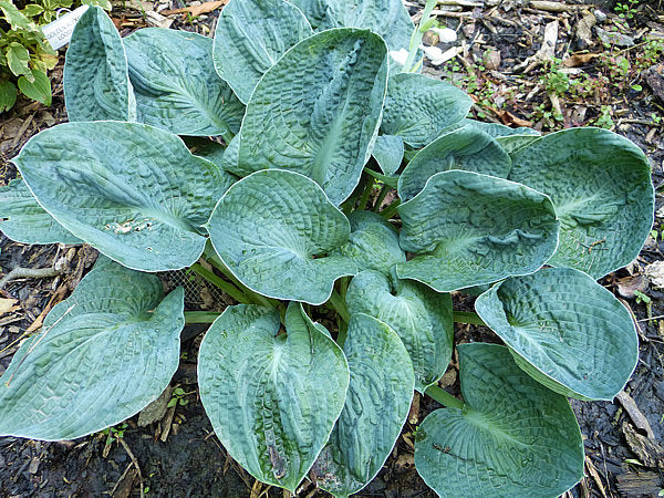 Lakeside Sapphire Pleats Hosta Plants online shopping