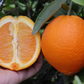 Lane Late Navel Orange Budwood citrus plant material online shopping