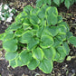 Ice Cream Hosta Plants online shopping