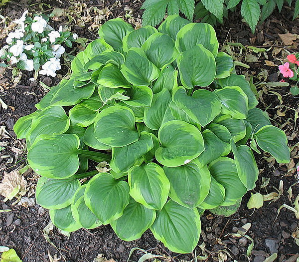 Ice Cream Hosta Plants online shopping