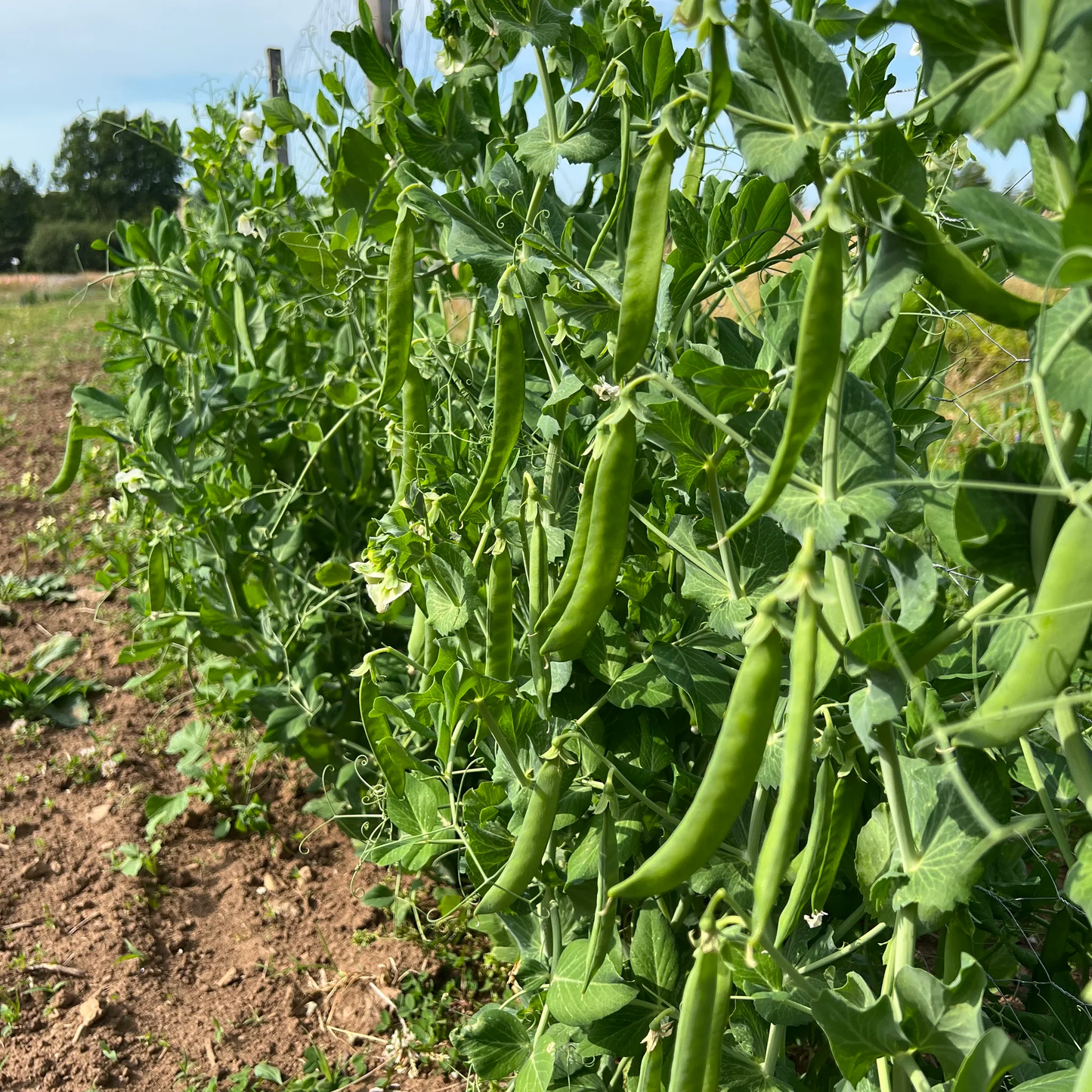 Green Arrow Shelling Pea