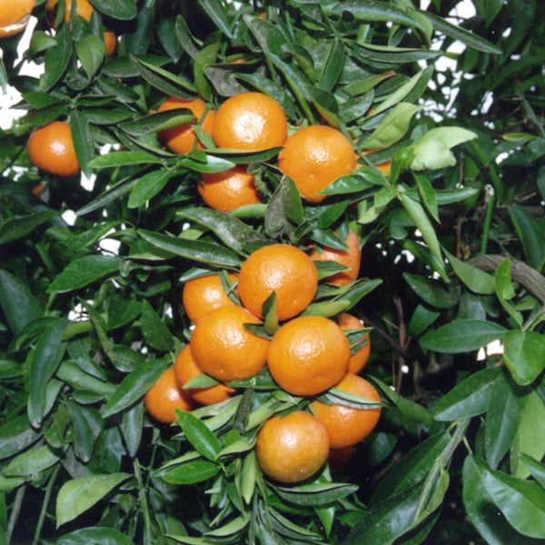 Fremont Mandarin Budwood citrus plant material online shopping