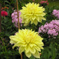 Harvest Moonlight Dahlia