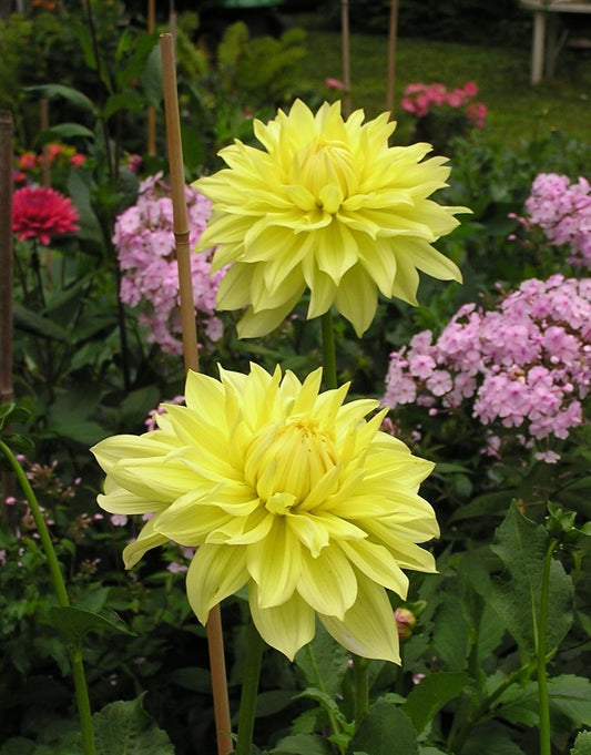 Harvest Moonlight Dahlia