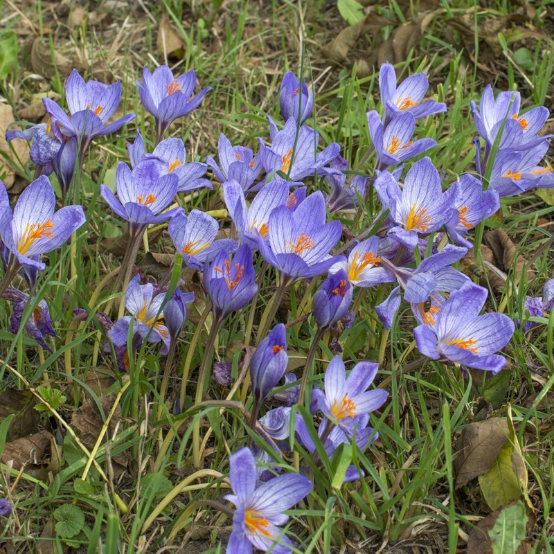 Speciosus Fall Flowering Crocus Corms