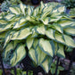 Island Charm Hosta Plants online shopping