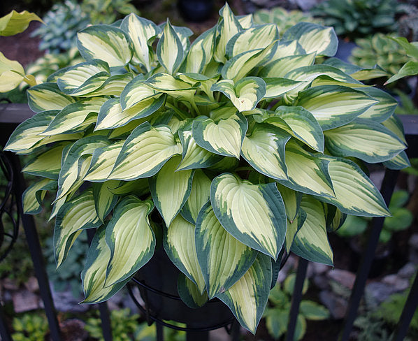 Island Charm Hosta Plants online shopping