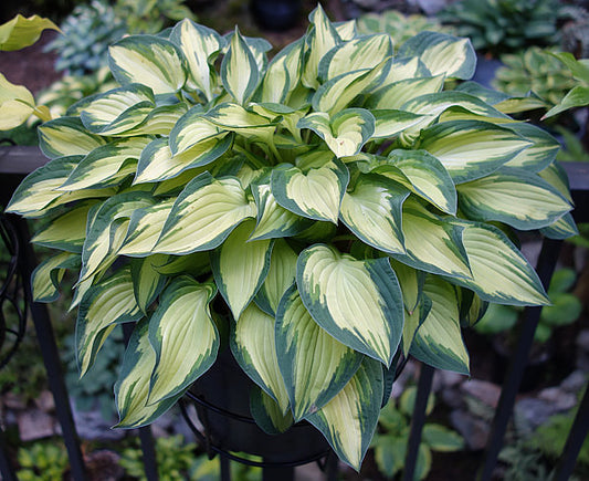 Island Charm Hosta Plants online shopping