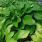 Old Faithful Hosta Plants online shopping