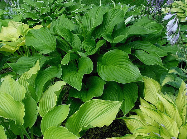 Old Faithful Hosta Plants online shopping