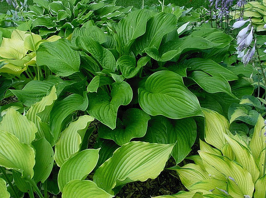Old Faithful Hosta Plants online shopping