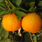 Daidai Double Calyx Sour Orange Budwood citrus plant material online shopping