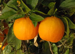 Daidai Double Calyx Sour Orange Budwood citrus plant material online shopping