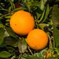 Fukumoto Navel Orange Budwood citrus plant material online shopping
