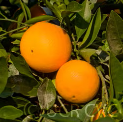 Fukumoto Navel Orange Budwood citrus plant material online shopping