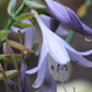 All Aflutter Hosta Plants online shopping