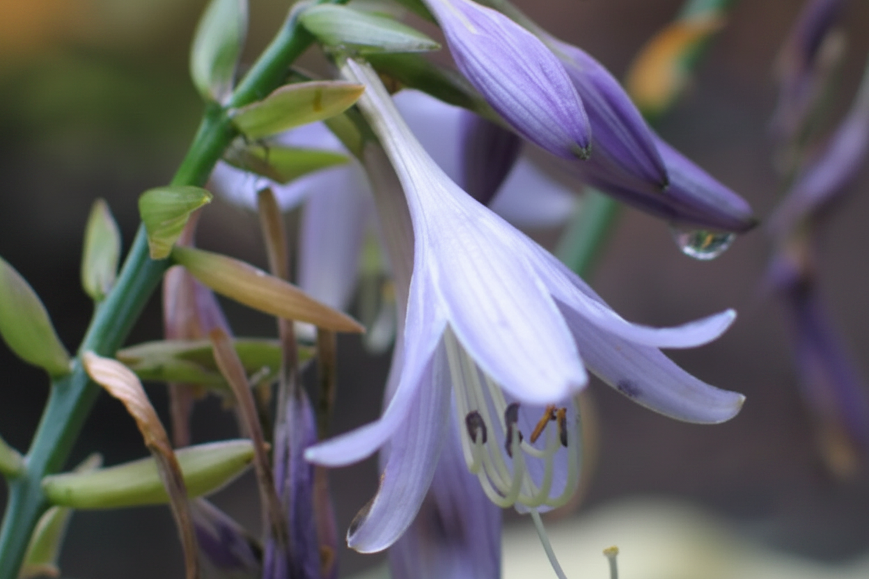 All Aflutter Hosta Plants online shopping
