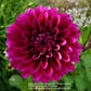 Gonzo Grape Dahlia