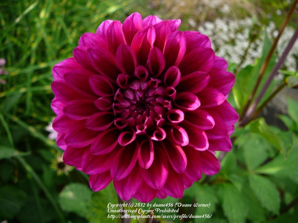 Gonzo Grape Dahlia