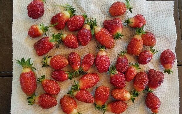 Rutgers D’Light June Bearing Strawberry