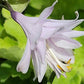 Ki-renjyaku Hosta Plants online shopping