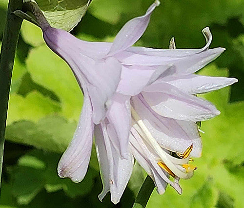 Ki-renjyaku Hosta Plants online shopping